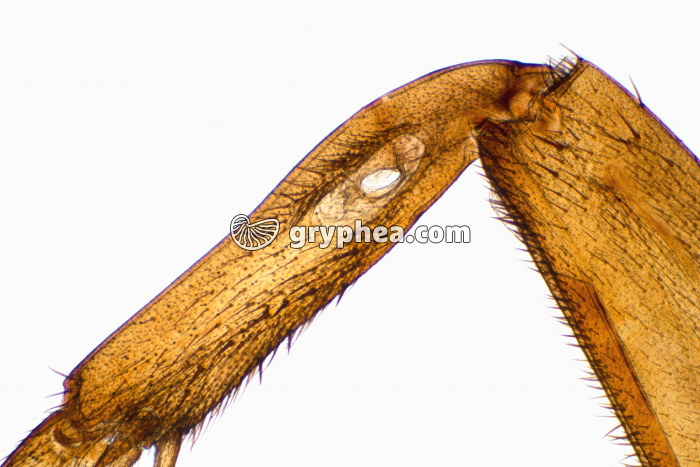 Tympan patte de Grillon femelle x7 - gryphea.org